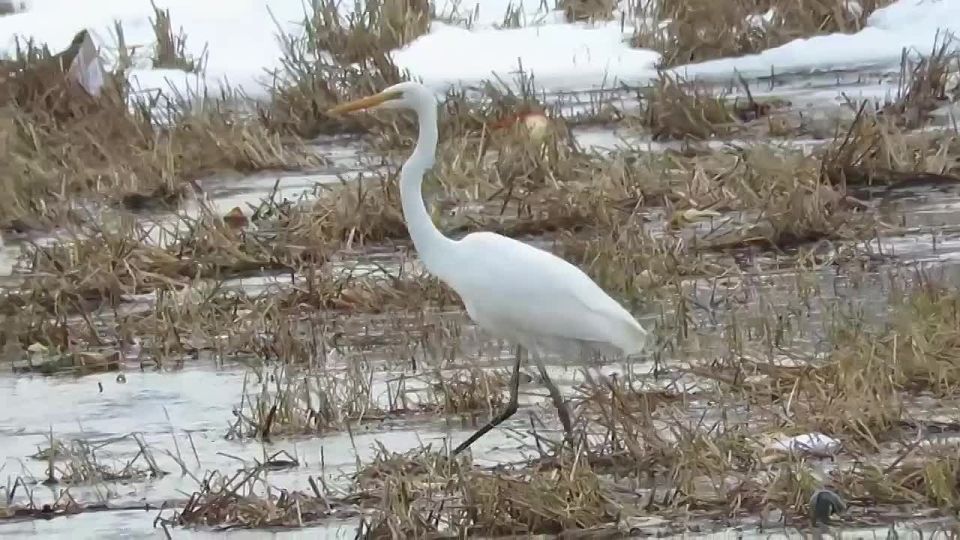 Будни пернатых гостей Парамушира