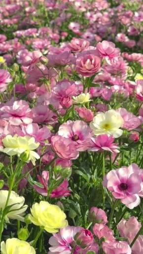 Доброе утро!. Сегодня день работника транспорта в России В этот день родились Патриарх Московский и всея Руси Кирилл (1946), русская поэтесса Зинаида Гиппиус (1869 — 1945), мореплаватель Фернан Магеллан (1480 — 1521)