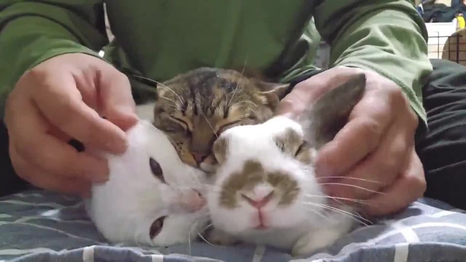 Доброе утро. 21 ноября на Руси накрывали богатый стол, обязательно готовили мясные блюда