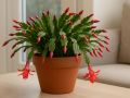 Зимний цветок на подоконнике: декабрист расцвечивает холодные дни