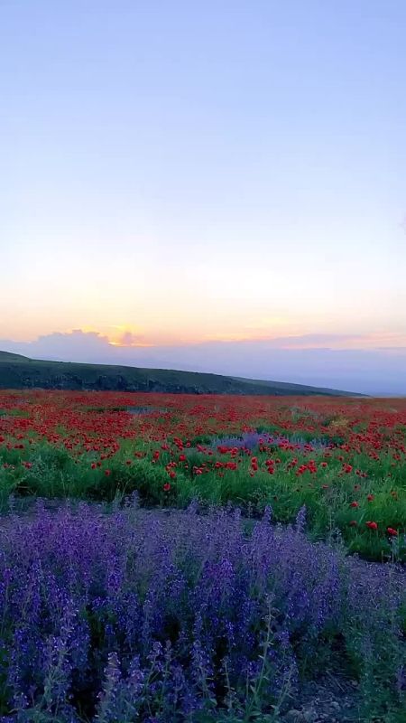 ������ ����!. ������� ���� ��������� � ������ � ���� ���� �������� ����� ������� ������ (Shaman) (1991), �������� ���� ����� (1963) � ������� �������� ��������� (1984)