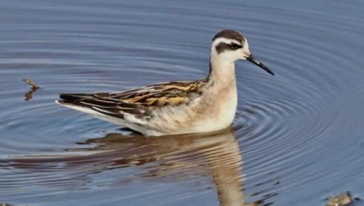 В защите не нуждается: из Красной книги Сахалинской области исключат плавунчика