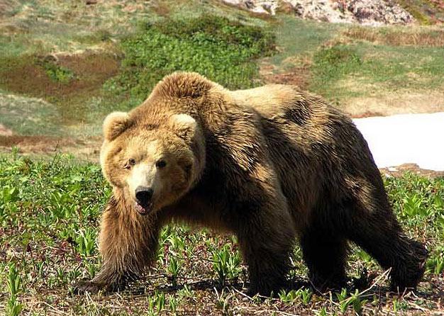 Сахалинские охотники должны отчитаться о добыче медведя