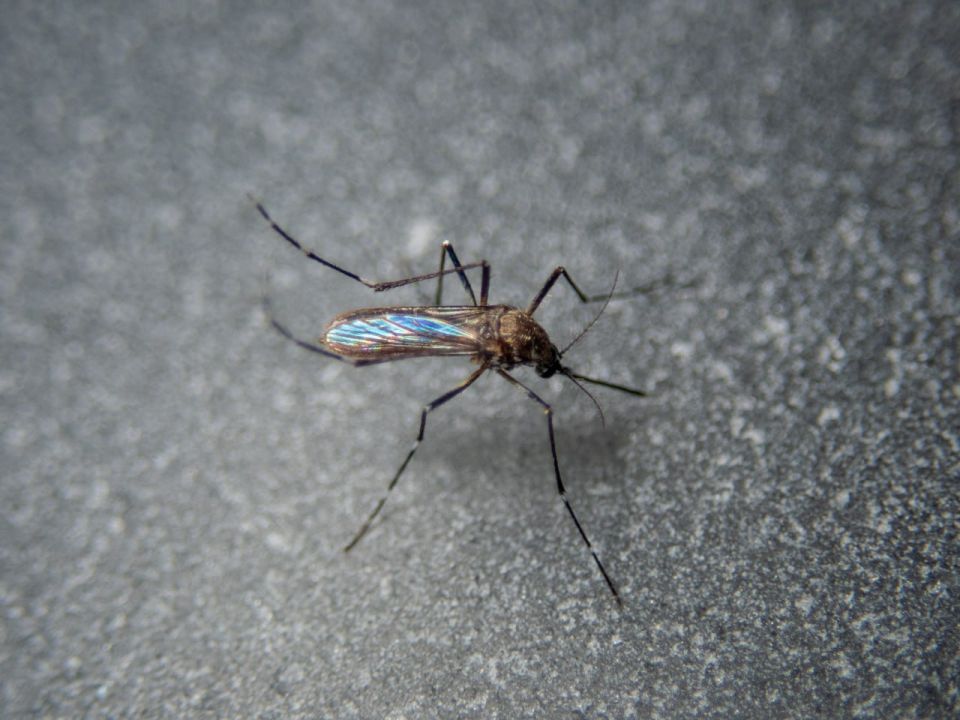 Насекомые и протечки довели УК в Южно-Сахалинске до крупного штрафа