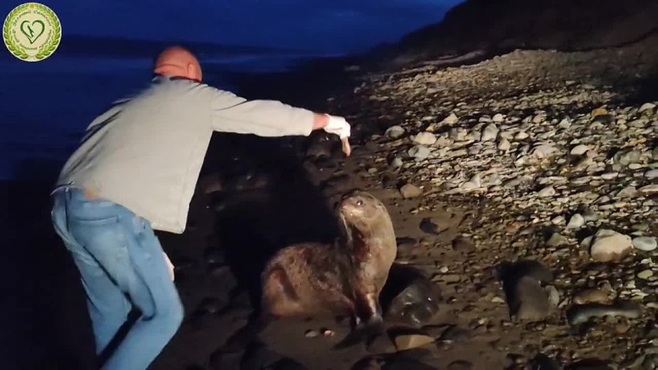 «На 12-й день уже ждал нас в море»: сахалинские волонтеры выходили больного морского котика