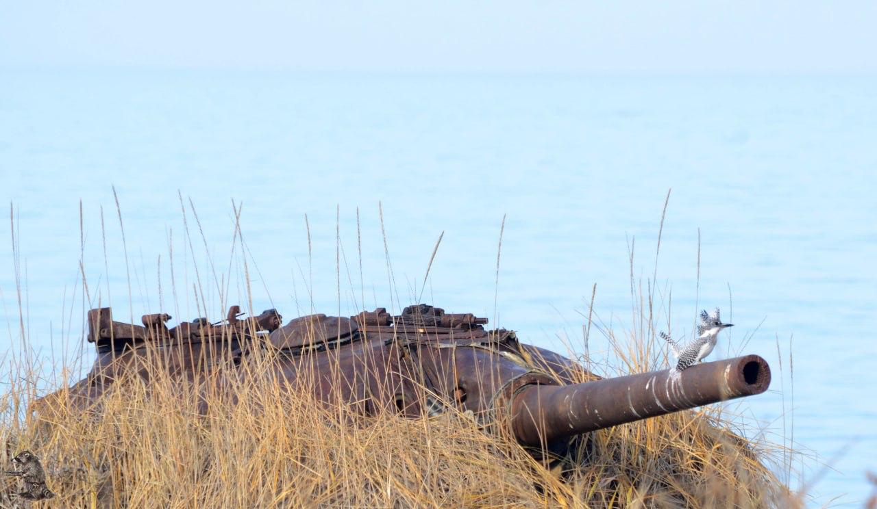 Краснокнижный большой пегий зимородок наслаждается природой на Кунашире