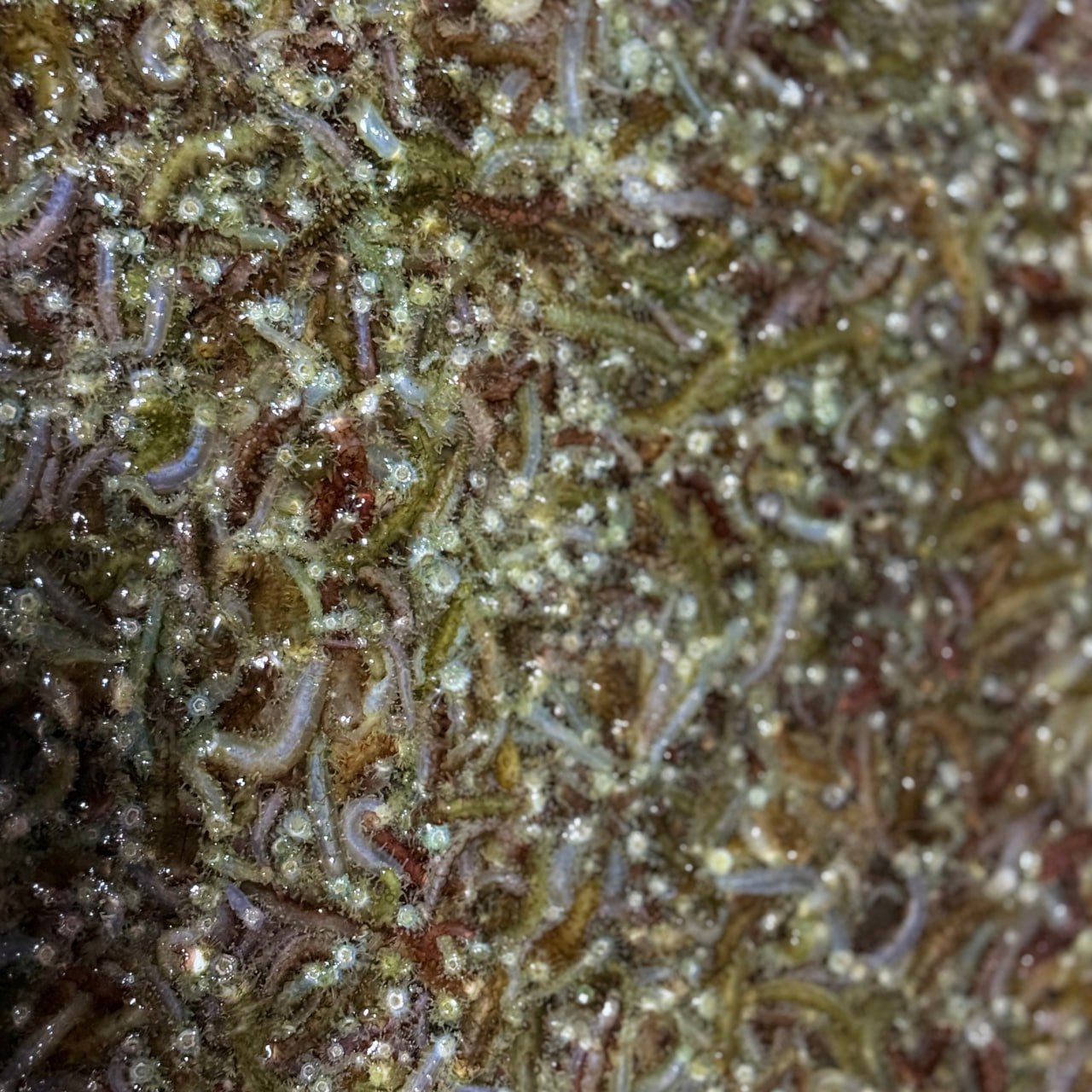 Более 700 тысяч молоди дальневосточного трепанга выпустили в заливе Анива Более 700 тысяч молоди дальневосточного трепанга выпустили в заливе Анива