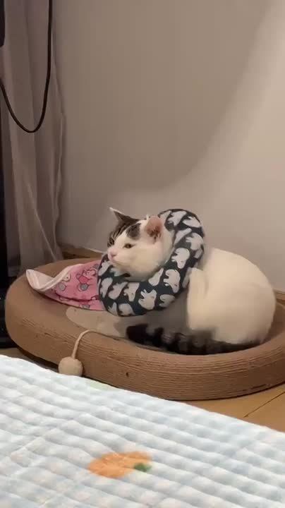 ������ ����