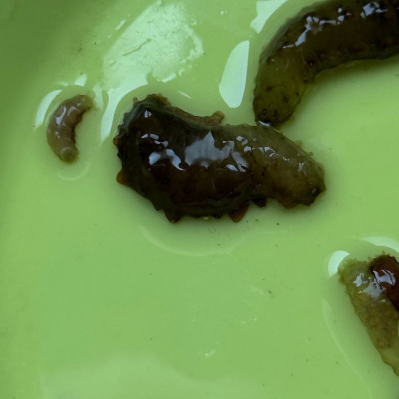 Более 700 тысяч молоди дальневосточного трепанга выпустили в заливе Анива