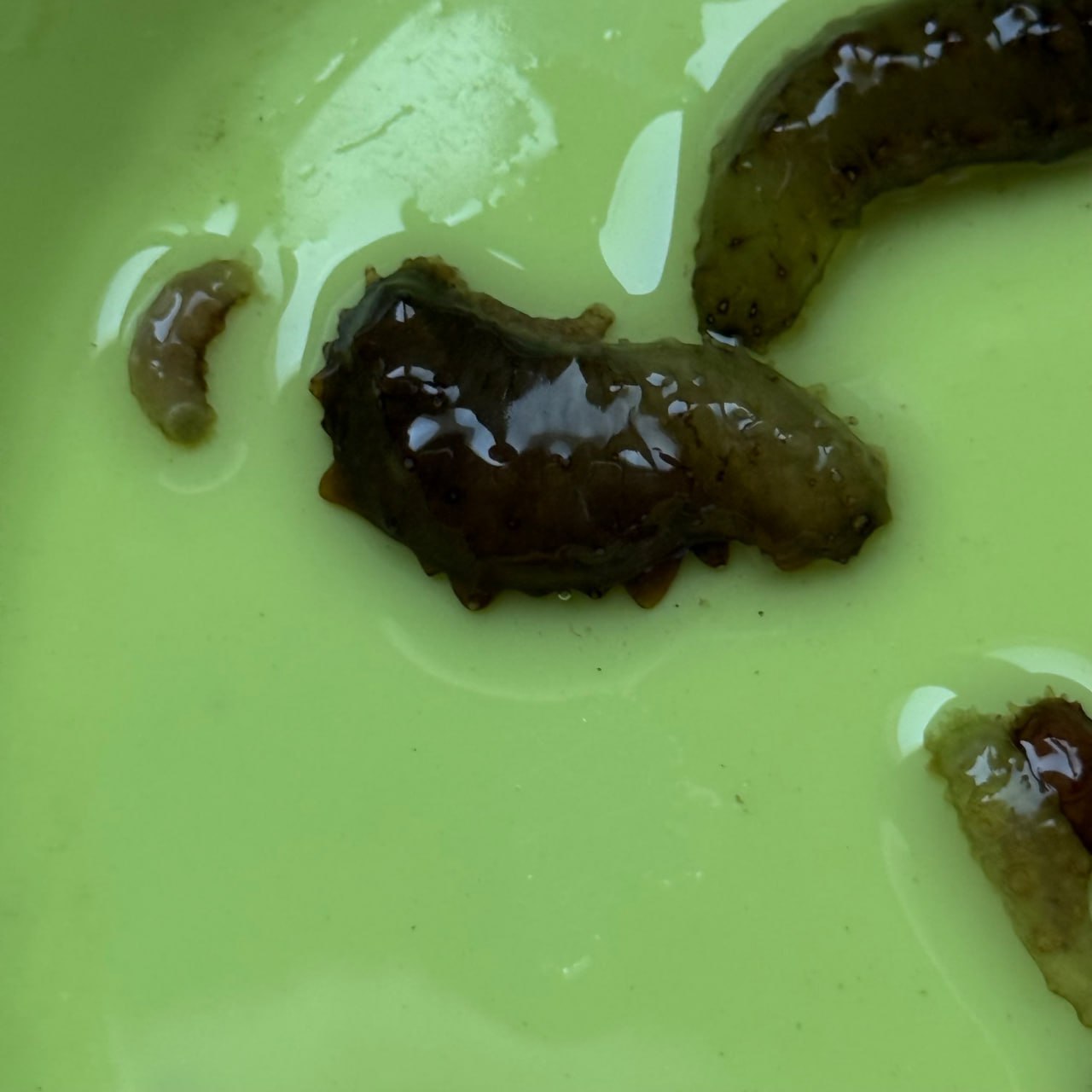 Более 700 тысяч молоди дальневосточного трепанга выпустили в заливе Анива