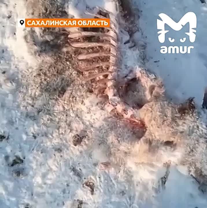 Бродячие псы убивают северных оленей на Сахалине