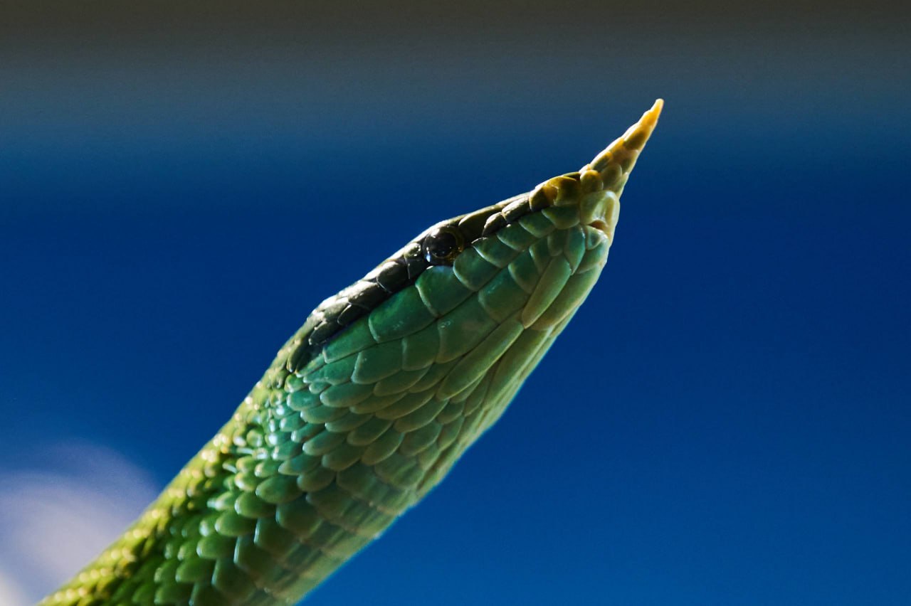 Выразительные портреты обитателей зоопарка создал островной фотограф Выразительные портреты обитателей зоопарка создал островной фотограф