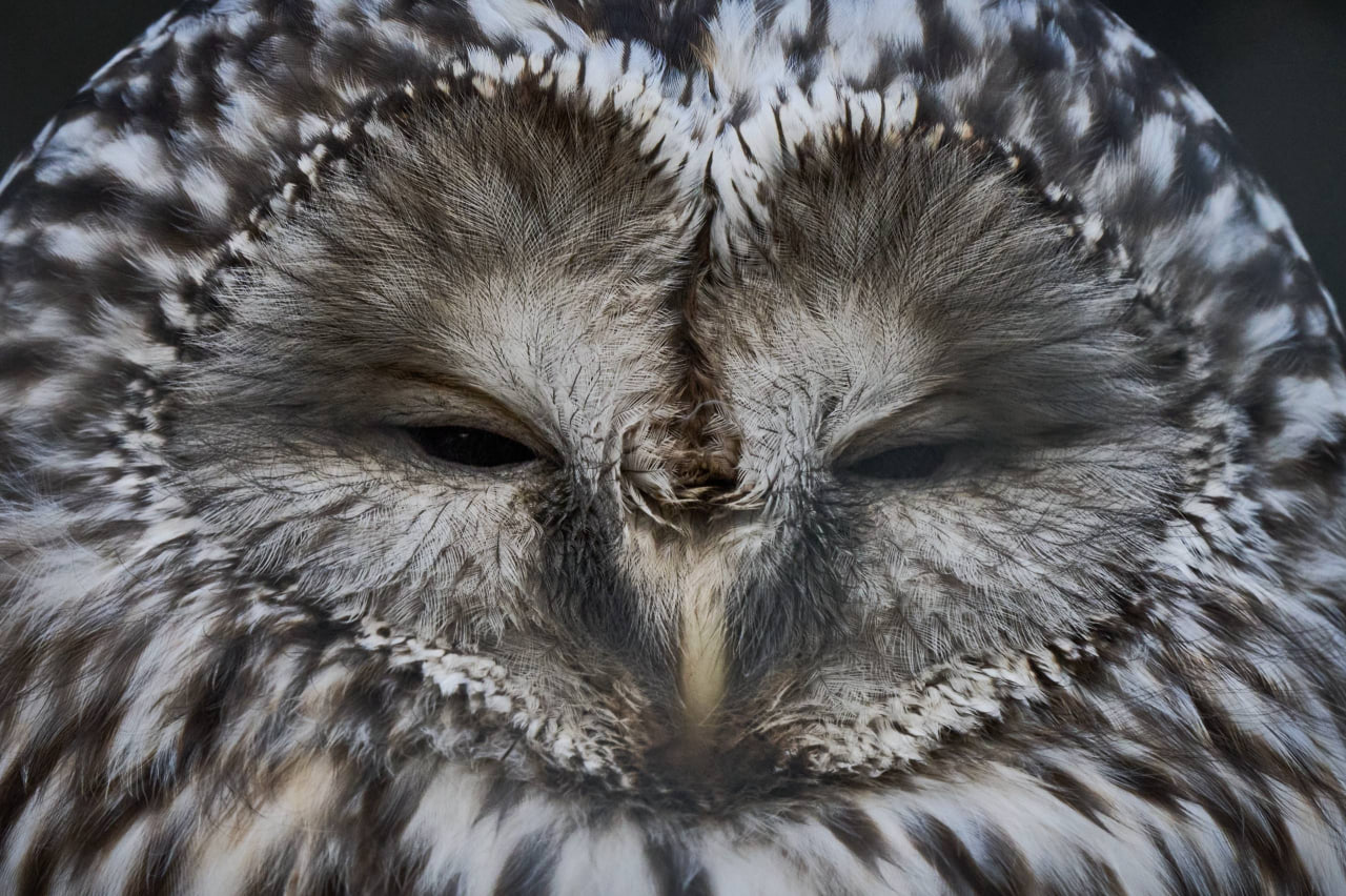 Выразительные портреты обитателей зоопарка создал островной фотограф Выразительные портреты обитателей зоопарка создал островной фотограф