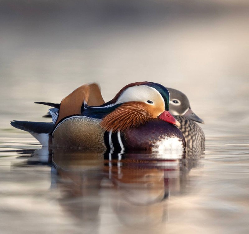 Яркие мандаринки попали в объектив фотографов на Сахалине Яркие мандаринки попали в объектив фотографов на Сахалине