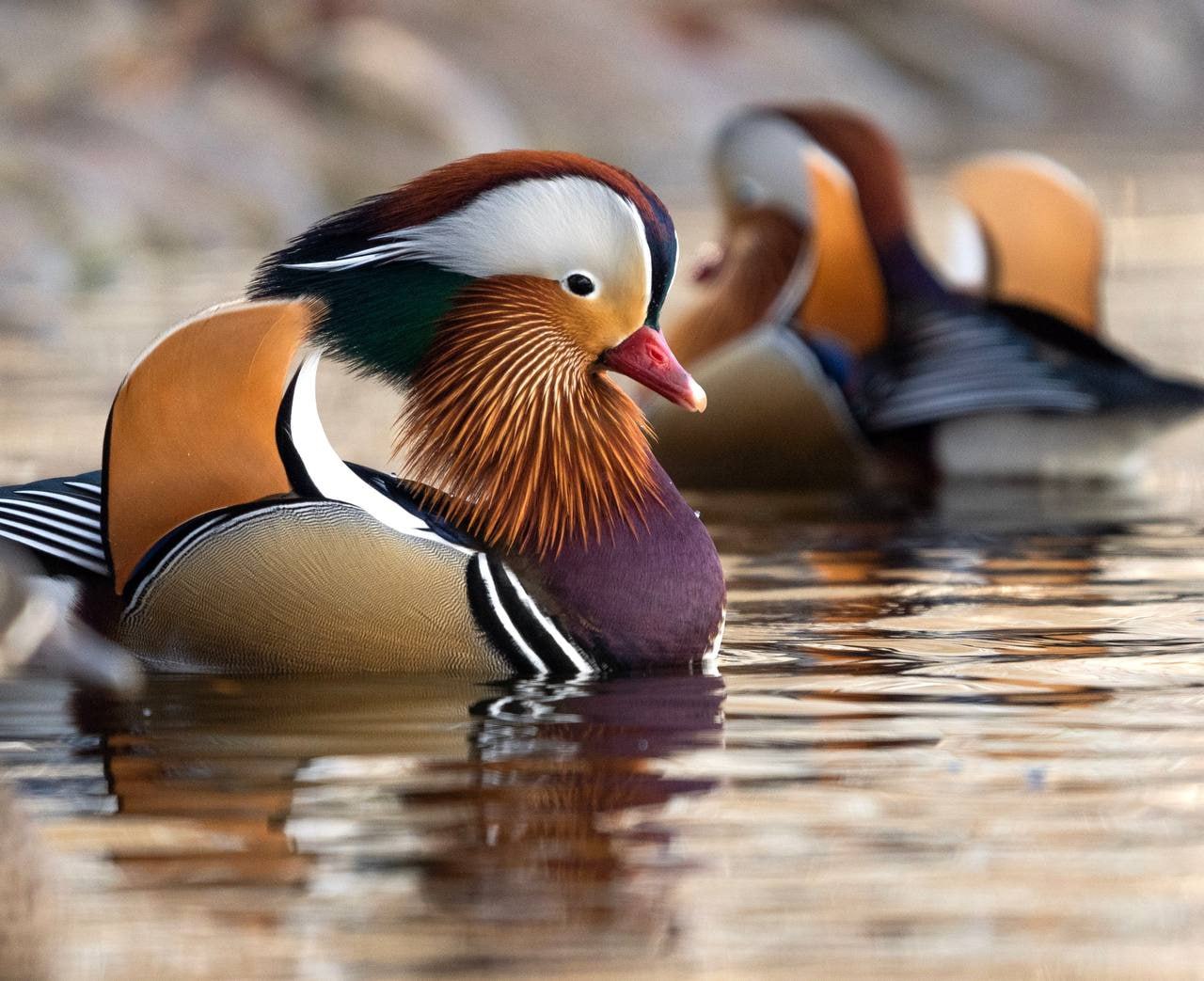 Яркие мандаринки попали в объектив фотографов на Сахалине