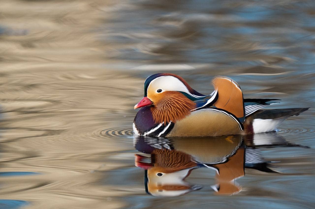 Яркие мандаринки попали в объектив фотографов на Сахалине Яркие мандаринки попали в объектив фотографов на Сахалине