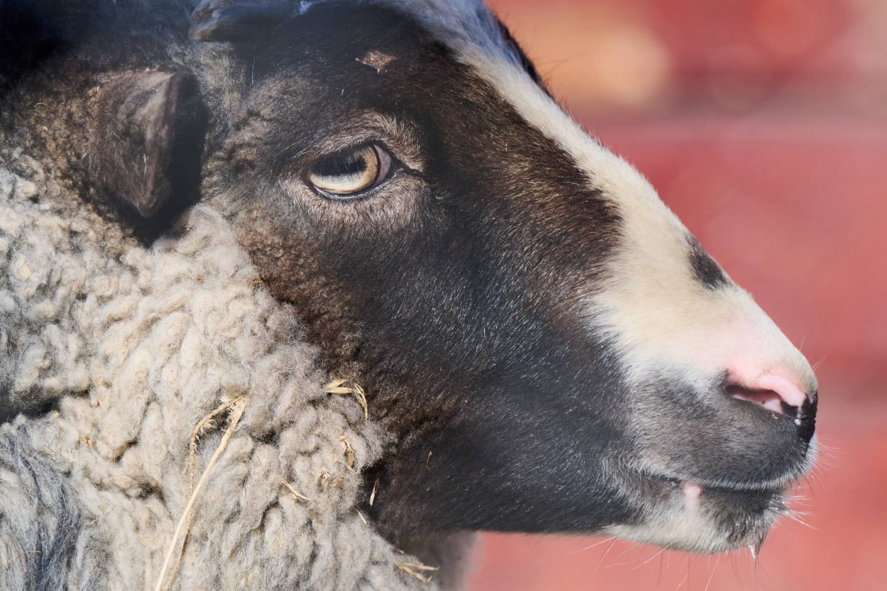Выразительные портреты обитателей зоопарка создал островной фотограф Выразительные портреты обитателей зоопарка создал островной фотограф