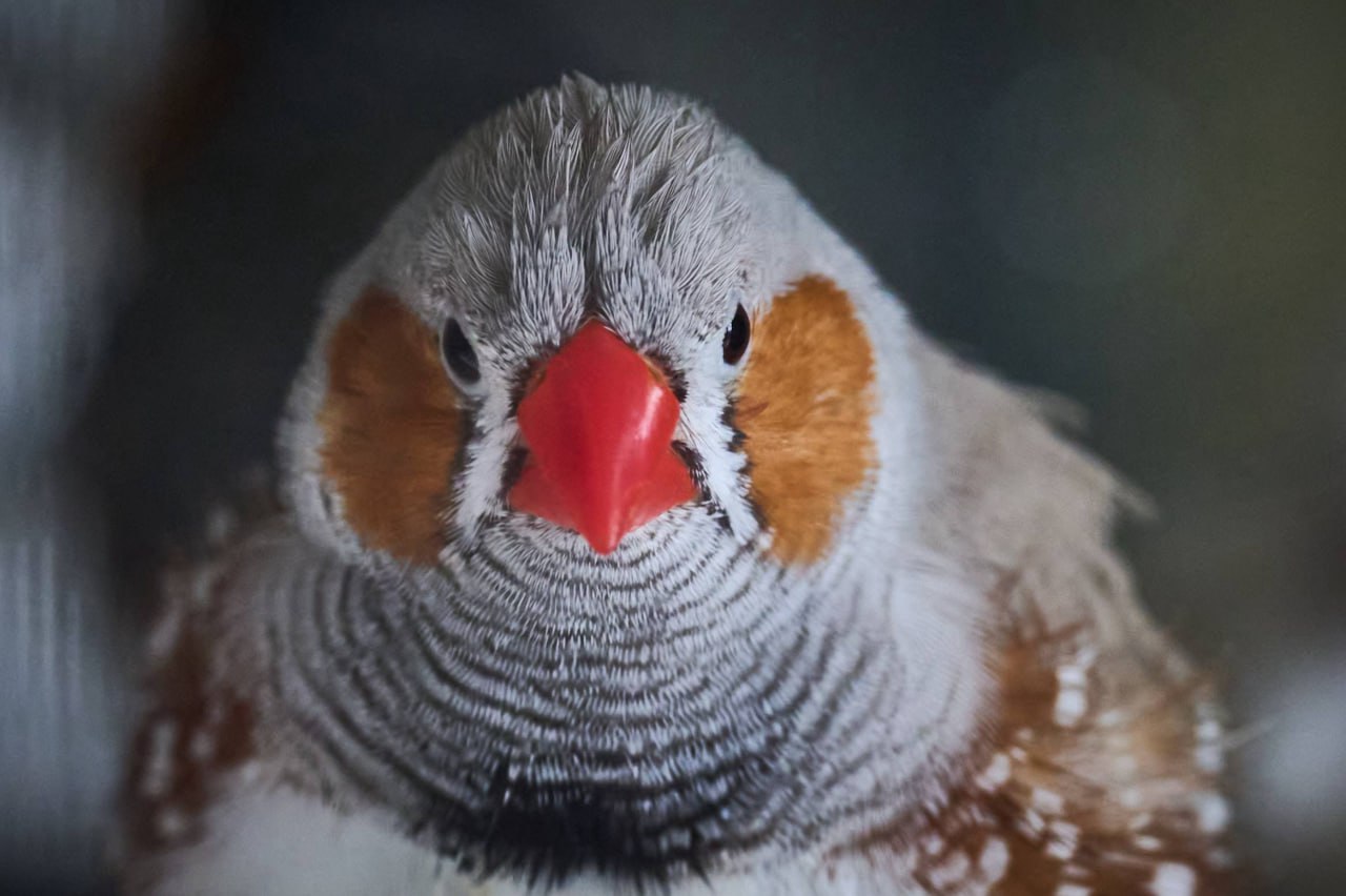 Выразительные портреты обитателей зоопарка создал островной фотограф Выразительные портреты обитателей зоопарка создал островной фотограф