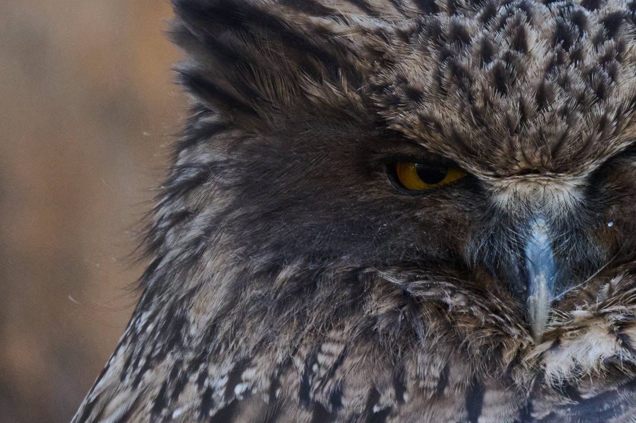 Выразительные портреты обитателей зоопарка создал островной фотограф Выразительные портреты обитателей зоопарка создал островной фотограф