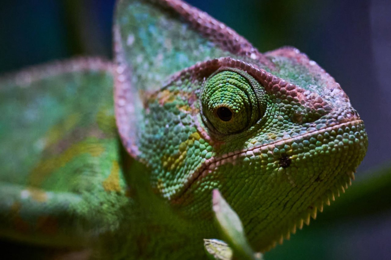 Выразительные портреты обитателей зоопарка создал островной фотограф Выразительные портреты обитателей зоопарка создал островной фотограф