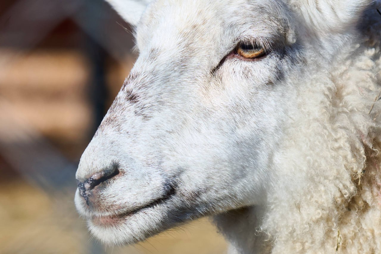 Выразительные портреты обитателей зоопарка создал островной фотограф Выразительные портреты обитателей зоопарка создал островной фотограф