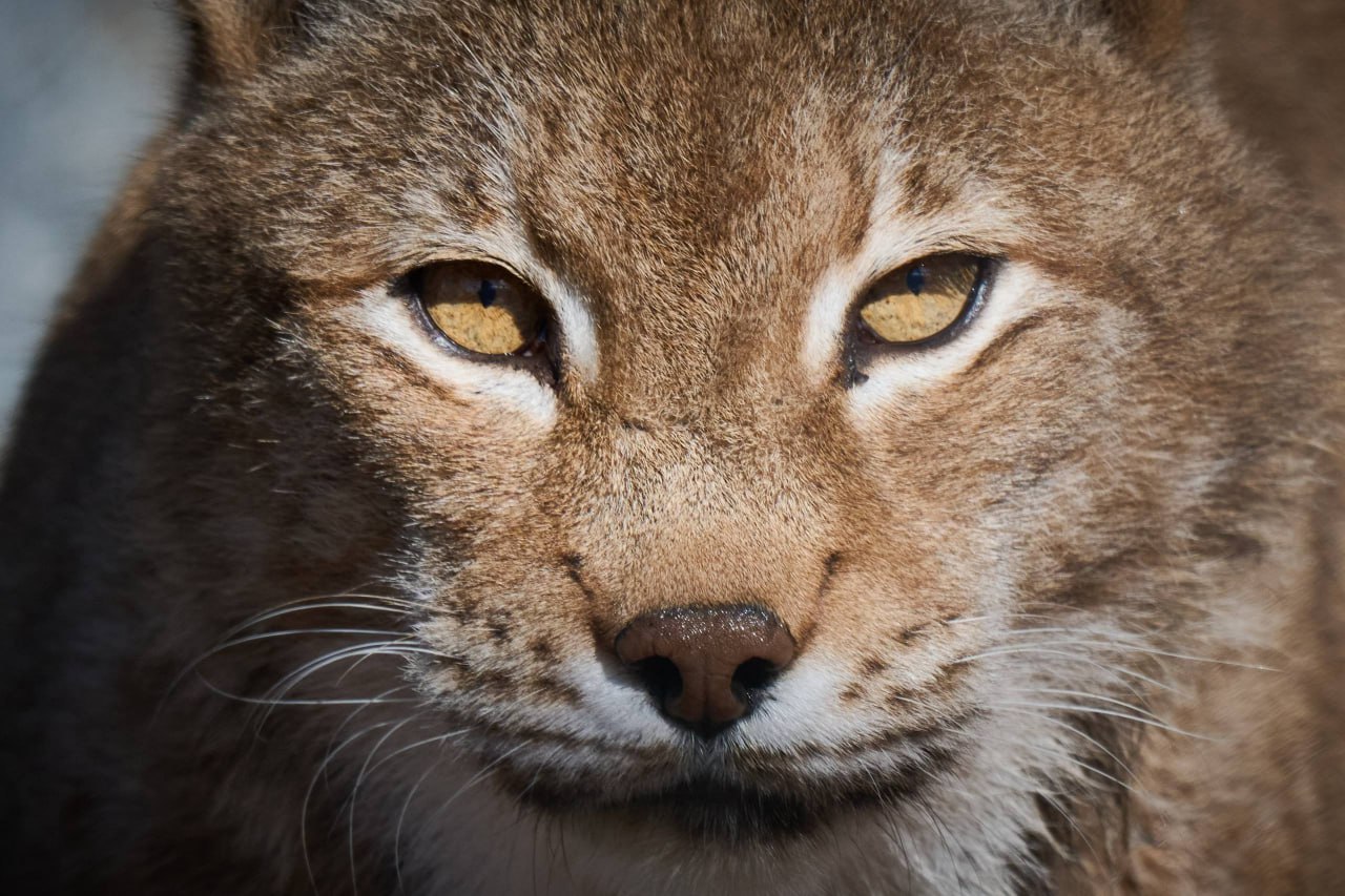 Выразительные портреты обитателей зоопарка создал островной фотограф