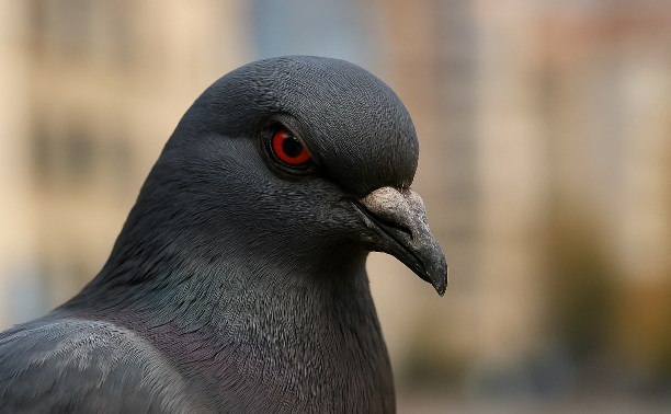 Первый человек умер от птичьего гриппа H5N5