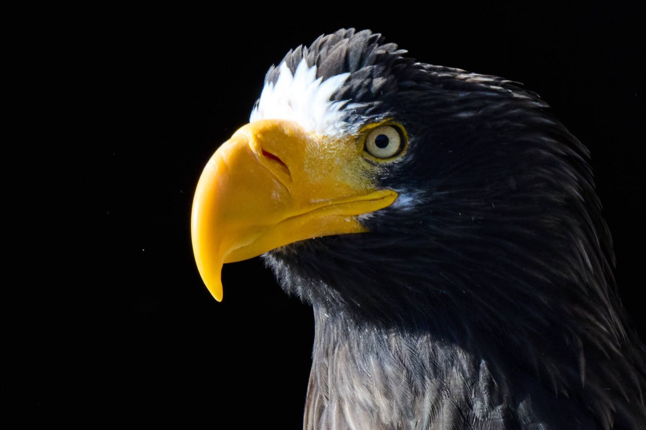Выразительные портреты обитателей зоопарка создал островной фотограф Выразительные портреты обитателей зоопарка создал островной фотограф