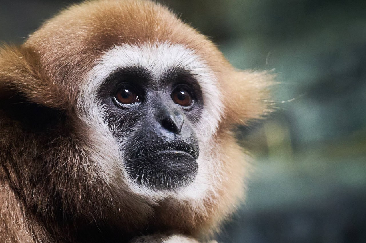 Выразительные портреты обитателей зоопарка создал островной фотограф Выразительные портреты обитателей зоопарка создал островной фотограф