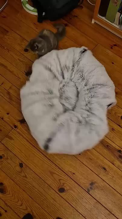 Доброе утро. Сегодня в России отмечают День гармониста