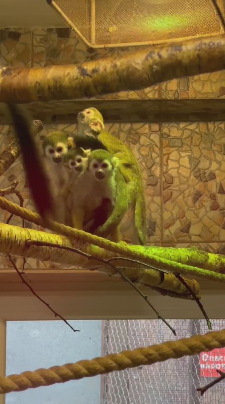 В гостях у беличьих саймири