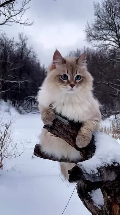 Доброе утро!. Сегодня Всемирный день информации В этот день родились певица Тина Тёрнер (1939 — 2023), телеведущая Анна Шатилова (1938), певец Прохор Шаляпин (1983) и актёр Антон Макарский (1975)