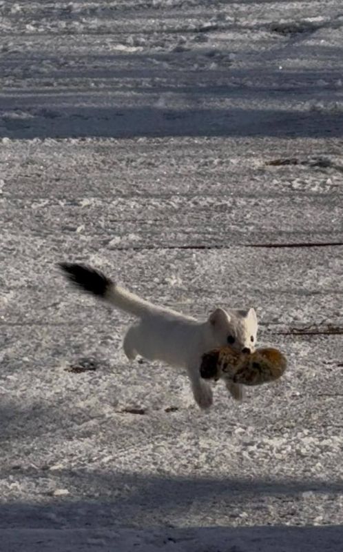 Видео с горностаем-охотником на Камчатке завирусилось в азиатских соцсетях