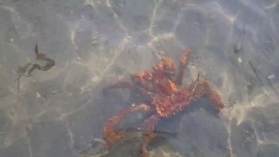 Сахалин. Подводная охота на краба в водах Охотского моря