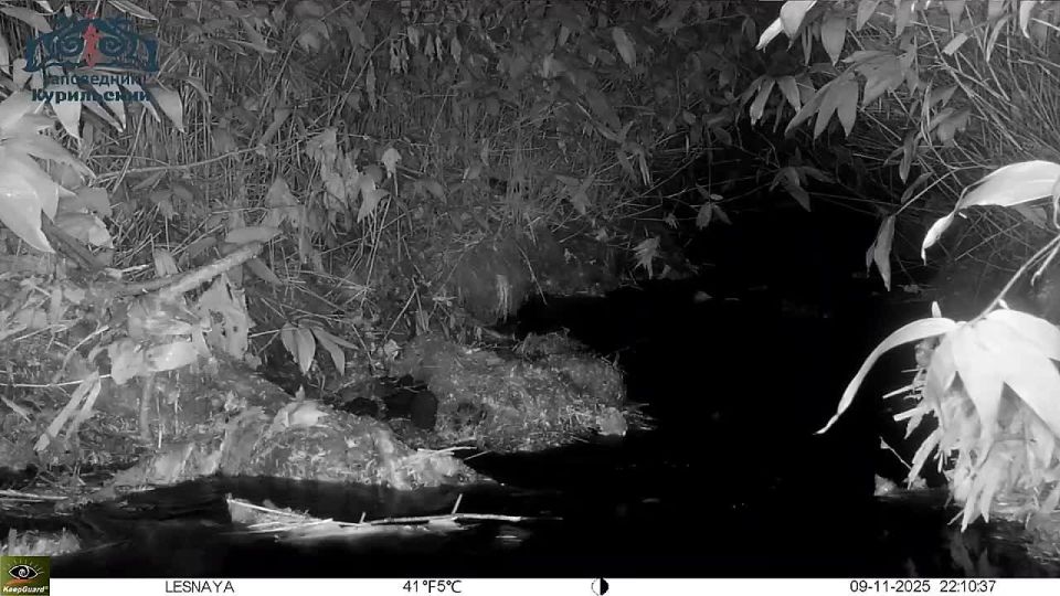 Редкая ошейниковая совка попала в фотоловушку на Кунашире