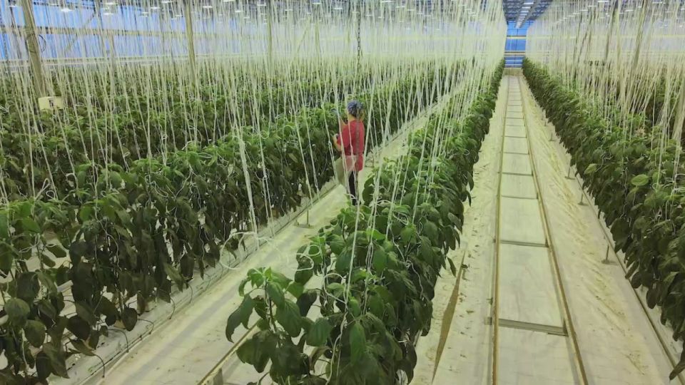 Сахалинская область лидирует по производству тепличных овощей на Дальнем Востоке