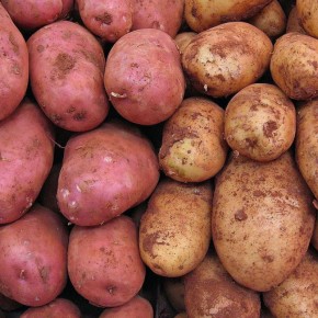 Урожай круглый год: секреты совместного выращивания картофеля