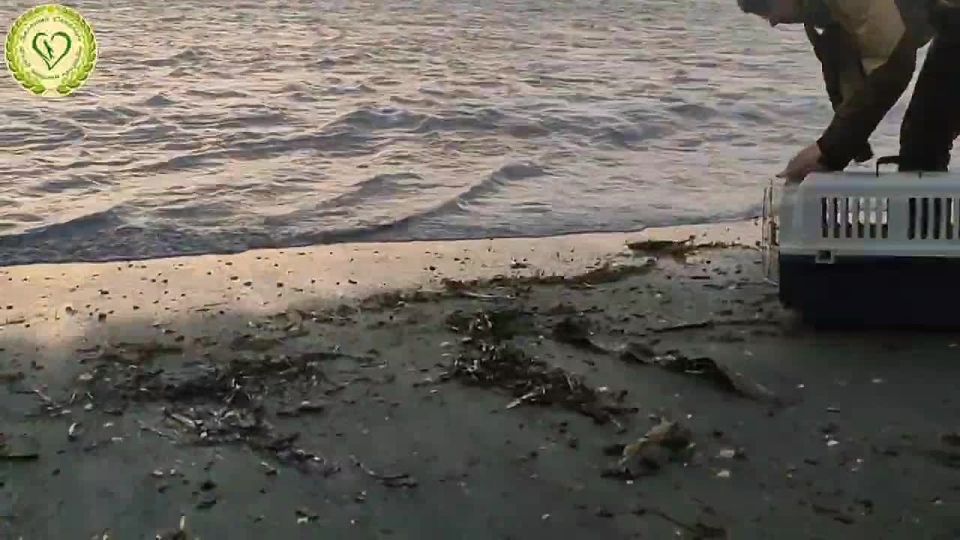 Краснокнижная серощекая поганка не смогла взлететь и застряла в центре Сахалине