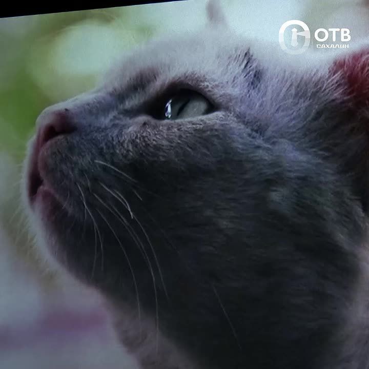 �������� ������� ���� ������� � ������������ ����� ������� � ��� �������� � ����-����������