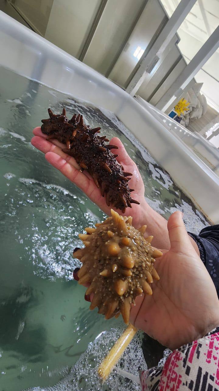 Ученые СахГУ в восемь раз повысили выживаемость молоди трепанга Ученые СахГУ в восемь раз повысили выживаемость молоди трепанга