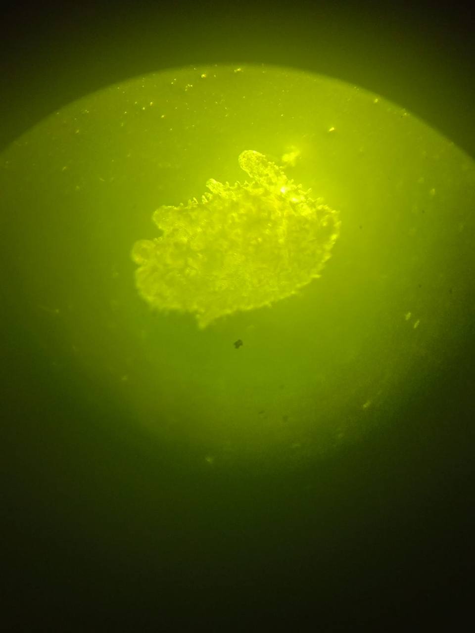 Ученые СахГУ в восемь раз повысили выживаемость молоди трепанга