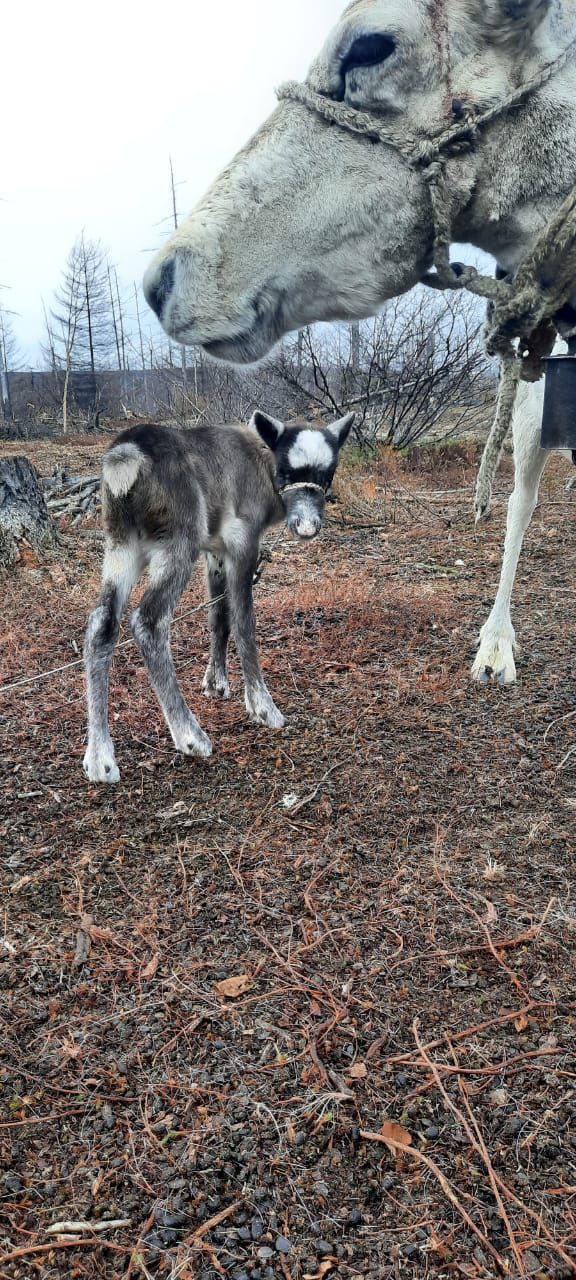 "Оленята погибли все": на Сахалине подсчитывают потери после нападения собак на стада "Оленята погибли все": на Сахалине подсчитывают потери после нападения собак на стада
