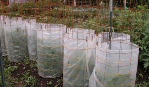 Как успешно высаживать рассаду: советы эксперта для вашего огорода