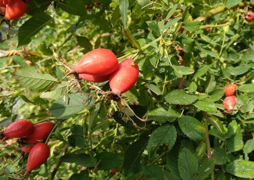 Шиповник: древний символ красоты и здоровья, возвращающийся в наши сады