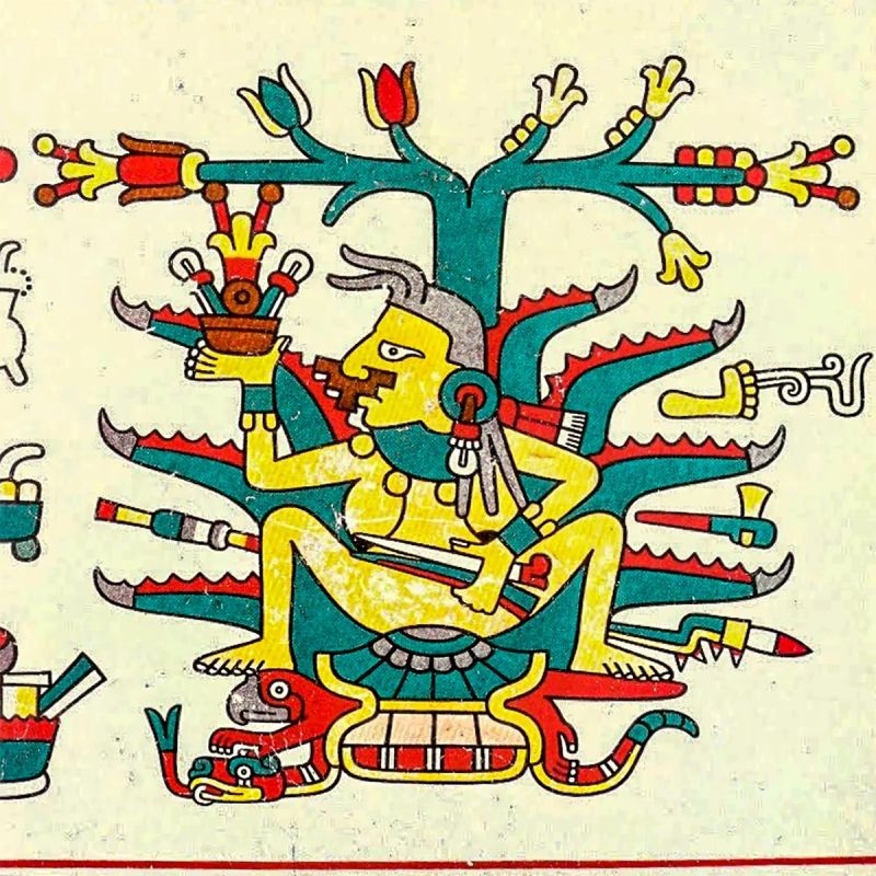 Агава: от древних мифов до современных напитков