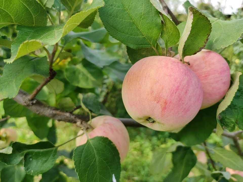 Как правильно ухаживать за яблонями в период плодоношения
