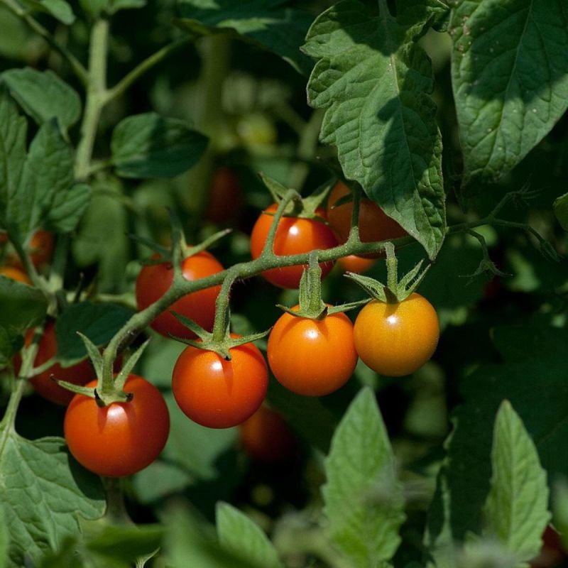 Секреты умных садоводов: почему стоит начать покупку семян сейчас