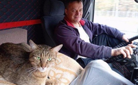 Потерявшегося кота из Москвы нашли на Дальнем Востоке