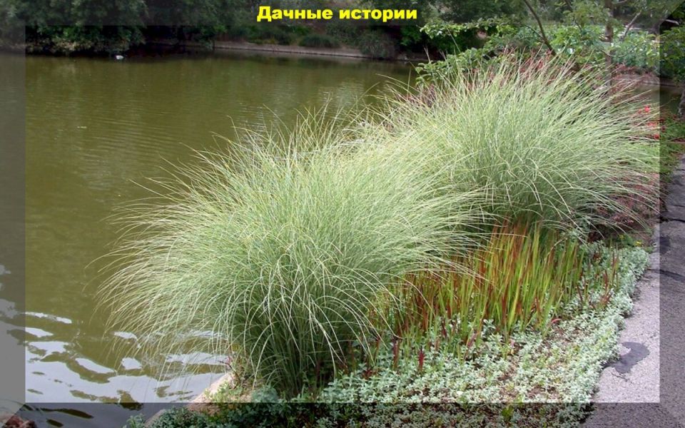 Тенденции в дизайне: как декоративные злаки преобразуют современные сады