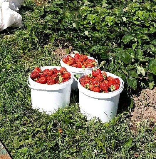 Секреты богатого урожая клубники: уникальная подкормка